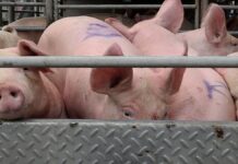 Hog raisers sa Aklan, nalulugi sa mababang presyo ng baboy; traders, mas kumikita pa umano