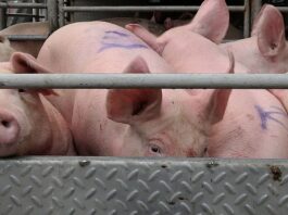 Hog raisers sa Aklan, nalulugi sa mababang presyo ng baboy; traders, mas kumikita pa umano