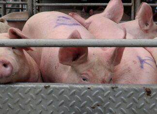 Hog raisers sa Aklan, nalulugi sa mababang presyo ng baboy; traders, mas kumikita pa umano