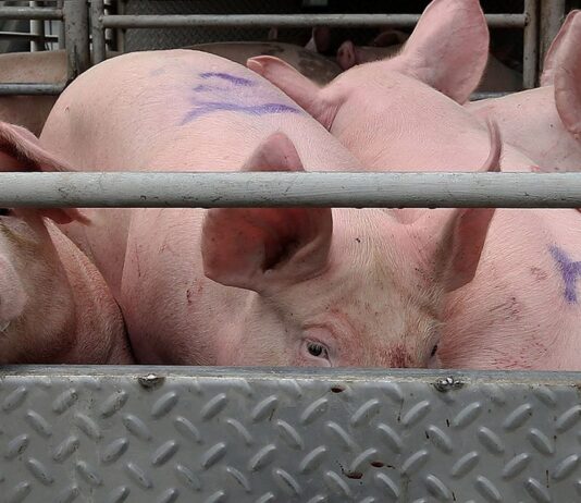 Hog raisers sa Aklan, nalulugi sa mababang presyo ng baboy; traders, mas kumikita pa umano