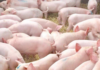 Aklan, nagtakda ng pansamantalang reference price sa buhay na baboy at karneng baboy