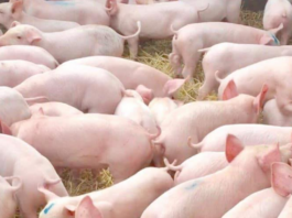 Aklan, nagtakda ng pansamantalang reference price sa buhay na baboy at karneng baboy