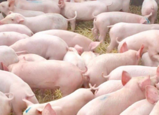 Aklan, nagtakda ng pansamantalang reference price sa buhay na baboy at karneng baboy