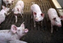 Anim na bayan sa Aklan, may kumpirmadong kaso ng ASF; pansamantalang presyo ng buhay na baboy at karne, itinakda