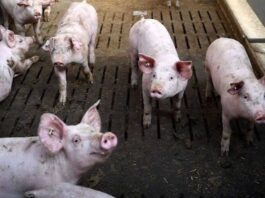 Anim na bayan sa Aklan, may kumpirmadong kaso ng ASF; pansamantalang presyo ng buhay na baboy at karne, itinakda