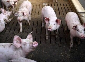 Anim na bayan sa Aklan, may kumpirmadong kaso ng ASF; pansamantalang presyo ng buhay na baboy at karne, itinakda