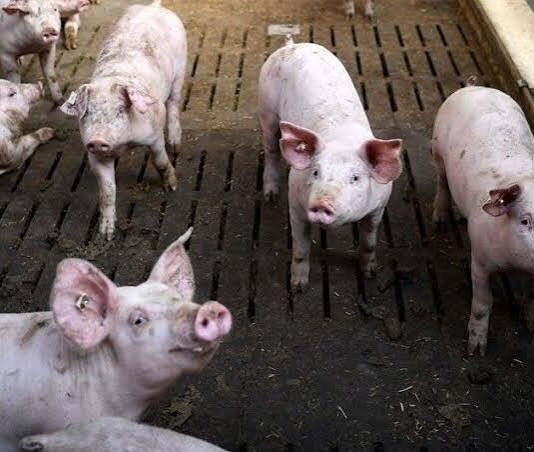 Anim na bayan sa Aklan, may kumpirmadong kaso ng ASF; pansamantalang presyo ng buhay na baboy at karne, itinakda