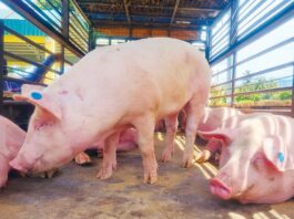 Floor price nga P180 para sa liveweight, igapatuman