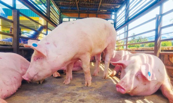 pigs-1