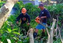 100 ektarya, 6 ka mga puluy-an naguba sang mabaskog nga hangin kag ulan sa SoCot