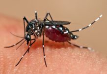 South Cotabato, ginpaidalom na sa state of calamity bangud sa dengue outbreak