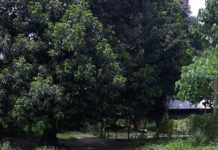 Driver sang mixer truck nautod ang tiil sa nagluntad nga aksidente sa Tantangan, South Cotabato