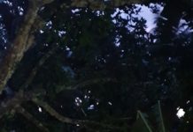 BOMBO FLASH REPORT: Balay kag tricyle natumbahan sang dako nga puno sang kahoy