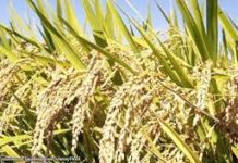 Rice industry posible madula kun padayon ang pagnubo sang presyo sang palay – NFA