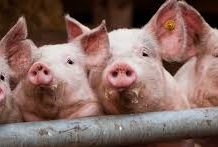 9 ka mga lugar sa Pilipinas, may abnormalidad sa kamatayon sang mga baboy; resulta sang laboratory test igasapubliko-DA