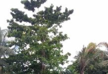 Halos 10 ka puluy-an, apektado sang buhawi sa Tupi, SoCot