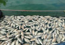 Halos 400 nga ektarya sang fish cages apektado sang fish kill sa Lake Sebu, SoCot: Tone-tonelada nga isda napatay