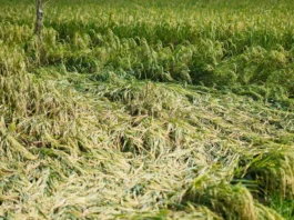 Produksyon sang palay sa Pilipinas, ginapaabot nga magnubo sang 17.2 porsyento sa ikatlo nga quarter sang 2026