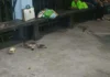13 ka indibidwal ang nahospital matapos magkaon sang bunga sang kasla ukon tuba-tuba sa Sitio Kolondafok, Brgy Topland, Koronadal City