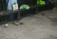 13 ka indibidwal ang nahospital matapos magkaon sang bunga sang kasla ukon tuba-tuba sa Sitio Kolondafok, Brgy Topland, Koronadal City