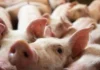 DA, ginapanawagan nga manabat sa posibleng sayop nga pag-estimate sa produksyon sang lokal nga baboy