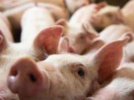 DA, ginapanawagan nga manabat sa posibleng sayop nga pag-estimate sa produksyon sang lokal nga baboy