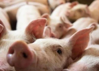 DA, ginapanawagan nga manabat sa posibleng sayop nga pag-estimate sa produksyon sang lokal nga baboy