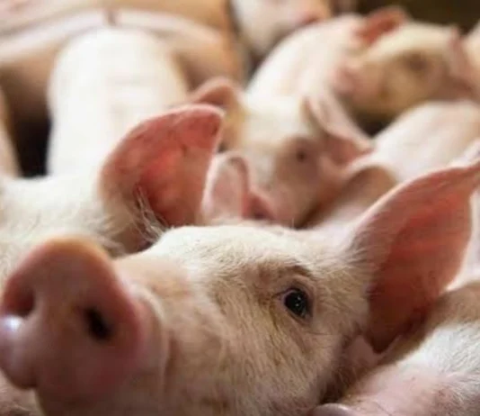 DA, ginapanawagan nga manabat sa posibleng sayop nga pag-estimate sa produksyon sang lokal nga baboy
