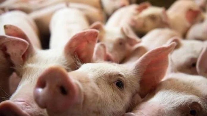 da-ginapanawagan-nga-manabat-posibleng-sayop-nga-pag-estimate-produksyon-sang-lokal-nga-baboy