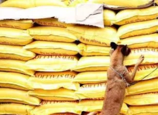 DA, nagapabakod sang kampanya kontra sa smuggling sang bugas