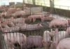 DA, nagapanawagan nga ibalik ang 40% nga taripa sa imported nga baboy kag konsiderahon ang duha ka bulan nga import holiday agud maproteheran ang lokal nga mga magbababoy