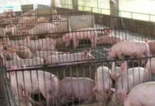DA, nagapanawagan nga ibalik ang 40% nga taripa sa imported nga baboy kag konsiderahon ang duha ka bulan nga import holiday agud maproteheran ang lokal nga mga magbababoy