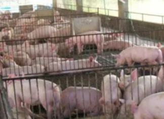 DA, nagapanawagan nga ibalik ang 40% nga taripa sa imported nga baboy kag konsiderahon ang duha ka bulan nga import holiday agud maproteheran ang lokal nga mga magbababoy
