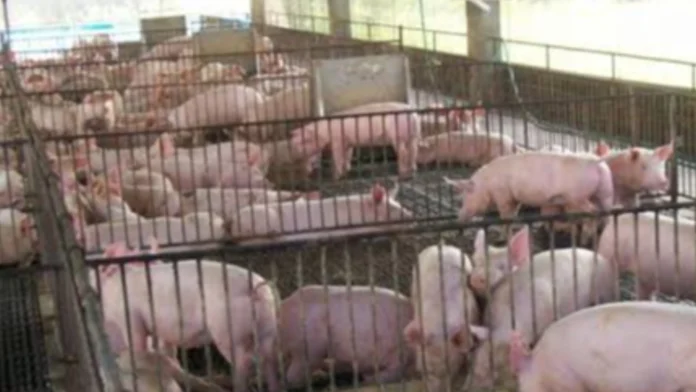 da-nagapanawagan-nga-ibalik-40-nga-taripa-imported-nga-baboy-kag-konsiderahon-duha-ka-bulan-nga-import-holiday-agud-maproteheran-lokal-nga-magbababoy