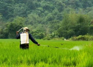 EL NIÑO CONTINGENCY PLAN, GINAPREPARAR SA KORONADAL CITY; MGA ALTERNATIBO NGA TANOM KAG HUSTO NGA SCHEDULE SANG PAGTANOM, GINTUTUKAN.