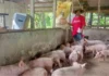 Ensakto nga datos sa lokal nga produksyon sang baboy, ginaduso agud malikawan ang sobra nga importasyon