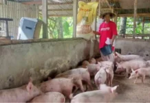 Ensakto nga datos sa lokal nga produksyon sang baboy, ginaduso agud malikawan ang sobra nga importasyon