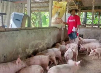 Ensakto nga datos sa lokal nga produksyon sang baboy, ginaduso agud malikawan ang sobra nga importasyon