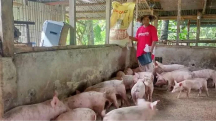 ensakto-nga-datos-lokal-nga-produksyon-sang-baboy-ginaduso-agud-malikawan-sobra-nga-importasyon