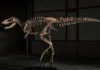 Fossil sang dinosaur nga “Jodi,” nabaligya sa $47.3 milyon ukon kapin ₱3 bilyon sa auction