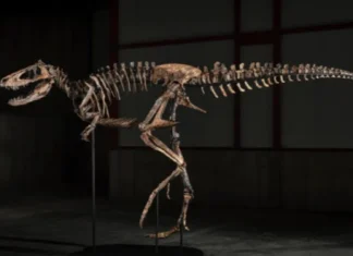 Fossil sang dinosaur nga “Jodi,” nabaligya sa $47.3 milyon ukon kapin ₱3 bilyon sa auction