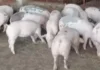 Hog raiser sa Koronadal nagahingyo sang aksyon bangud sa manubo nga presyo sang buhi nga baboy