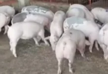 Hog raiser sa Koronadal nagahingyo sang aksyon bangud sa manubo nga presyo sang buhi nga baboy