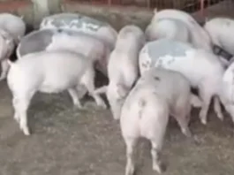 Hog raiser sa Koronadal nagahingyo sang aksyon bangud sa manubo nga presyo sang buhi nga baboy