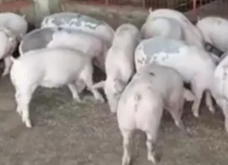 Hog raiser sa Koronadal nagahingyo sang aksyon bangud sa manubo nga presyo sang buhi nga baboy