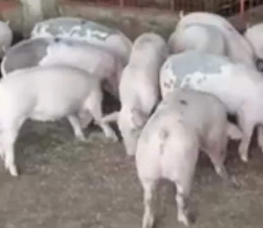 Hog raiser sa Koronadal nagahingyo sang aksyon bangud sa manubo nga presyo sang buhi nga baboy