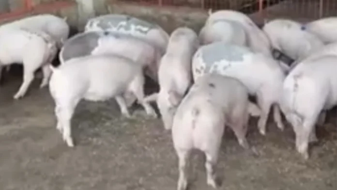 hog-raiser-koronadal-nagahingyo-sang-aksyon-bangud-manubo-nga-presyo-sang-buhi-nga-baboy