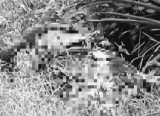 Lalaki nga nakahigot ang mga kamot kag nakaduct-tape ang mga mata, nakit-an patay sa pineapple plantation sa Polomolok, South Cotabato