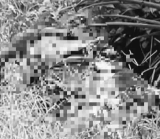 Lalaki nga nakahigot ang mga kamot kag nakaduct-tape ang mga mata, nakit-an patay sa pineapple plantation sa Polomolok, South Cotabato