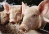 Lokal nga hog raisers, nagapanawagan sang dugang nga suporta kag paglimit sang importasyon sang baboy